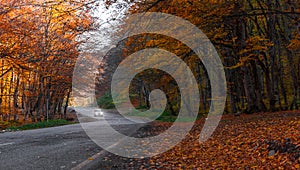 Car on road in autumn forest