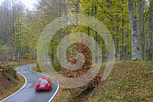 Car on the road in the fores photo