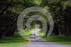 A car running on the avenue in the Tollymore Forest Park