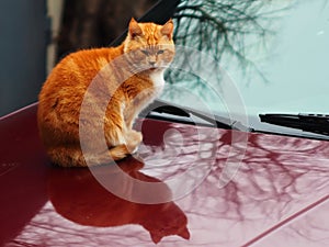 On the car`s hood is still warm, sits the fiery cat