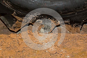 Car`s wheels in mud in the forest, off-road