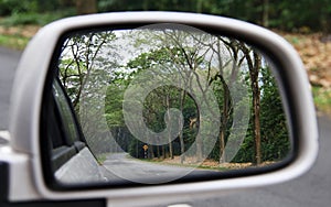 Car side mirror reflection tree alley photo