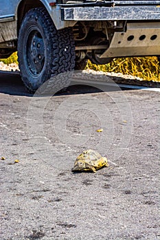 Car stopped before the crash with turtle walking on the road