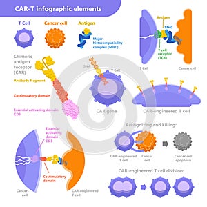 CAR-T cell immunotherapy for cancer treatment. Vector infographic elements with T cell, cancer cell, antigen with the photo