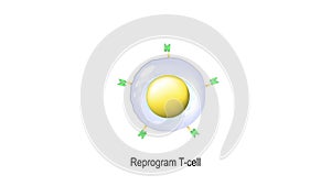 CAR T-cell therapy. cancer immunotherapy.