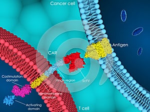 CAR-T cell therapy photo