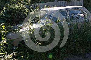 Car in a thicket of grass.