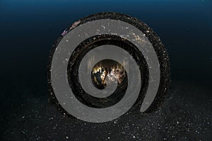 Car Tire Underwater with Squid Eggs