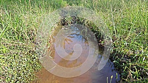 car track puddle on the overgrowth farm field.