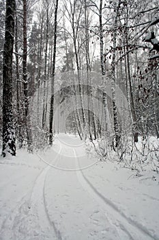 Car track in the snow in the winter forest