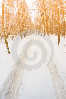 car track in a winter forest