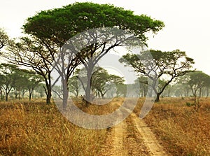 Car tracks in national reserve park Uganda,Africa