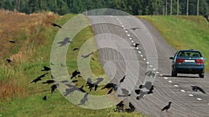 Car Traffic By Road Scares Away Birds. Flocking Of Starlings And Hooded Crow Feeding Near Road. Corvus Corax, Corvus