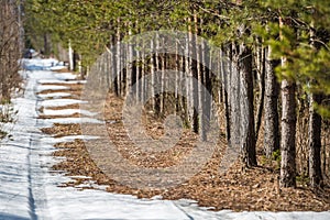 The car trail is disappearing on a melting snow road