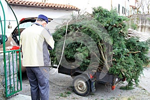 Car trailor loaded with branches