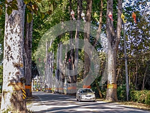 A car travels along a tree lined road in Thailand