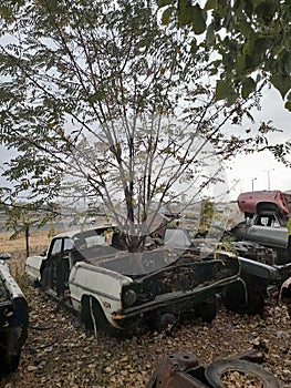 Car with tree growing