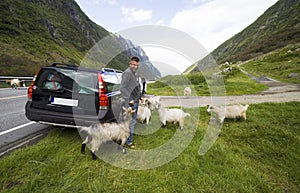 Car trip in Norway with goats