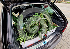 a car trunk full of plants that wives buy for the interior as decoration.