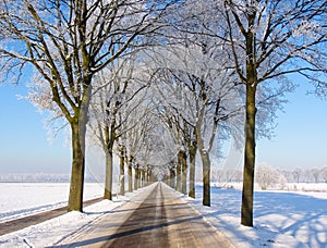 Car view snow landscape with a lane of trees