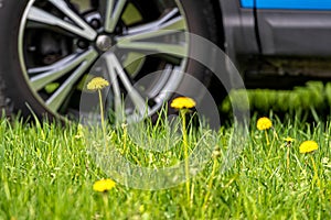 Car wheel and dandelions on green grass, shallow depth of field