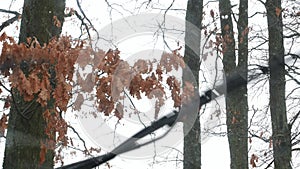 Car windshield wipers wiping raindrops.