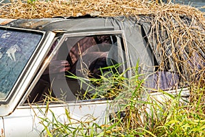 Car wreck in overgrown grasses