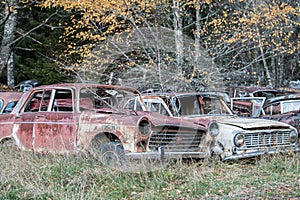 Car wrecks in the forest