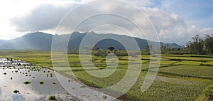 Cara ricefields with cloudy sky, Ruteng, Flores, Indonesia, Panorama photo