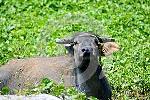 Carabao