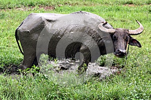 Carabao (Bubalus bubalis carabanesis)