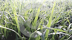 carabao grass