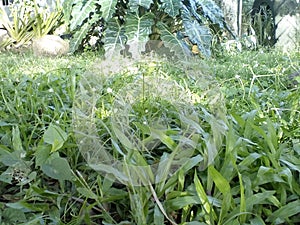 Carabao grass