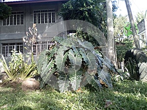 Carabao grass landscape