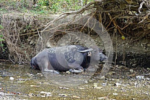 Carabao resting