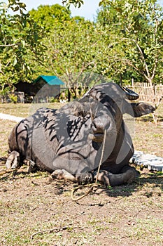 A carabao sitting on dried grassland