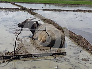 Carabao/Water Buffalo 