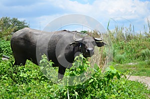 Carabao, water buffalo in the nature of the Philippines.