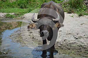 Carabao, water buffalo in the nature of the Philippines.