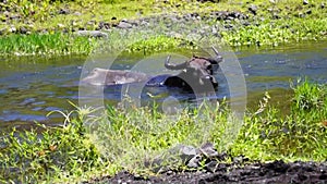 Carabao or water buffalo wallows on clear mountain spring water