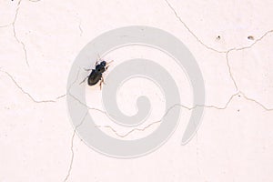 Carabid beetle