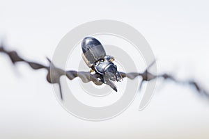 Carabid Ground Beetle Pasimachus Impaled on Barbed Wire