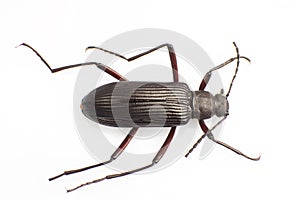 Carabidae