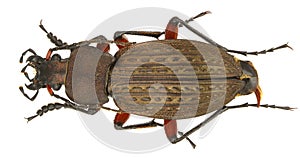 Carabus cancellatus