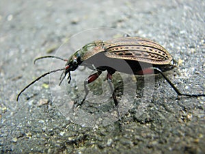 Carabus cancellatus copper, super macro mode