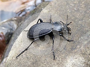 Carabus coriaceus