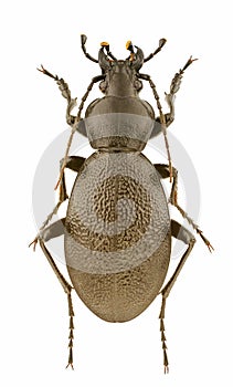 Carabus coriaceus