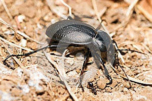 Carabus coriaceus