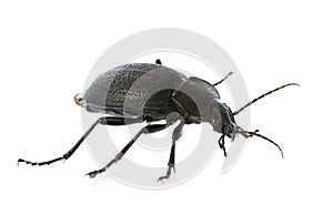 Carabus coriaceus