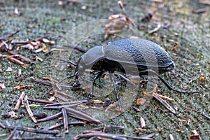 Carabus coriaceus